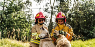 Lebensretter in der Not: Die Vorteile eines Haustier Notfalldienstes Haustier